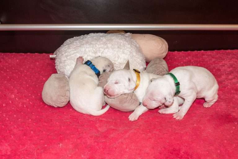 11. Lebenstag - B-Wurf (24)