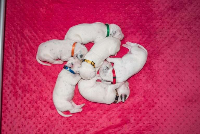 11. Lebenstag - B-Wurf (3)