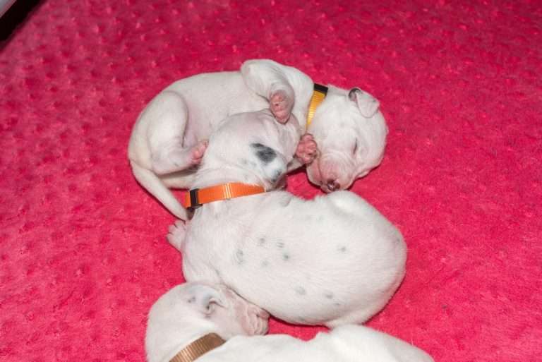 11. Lebenstag - B-Wurf (4)