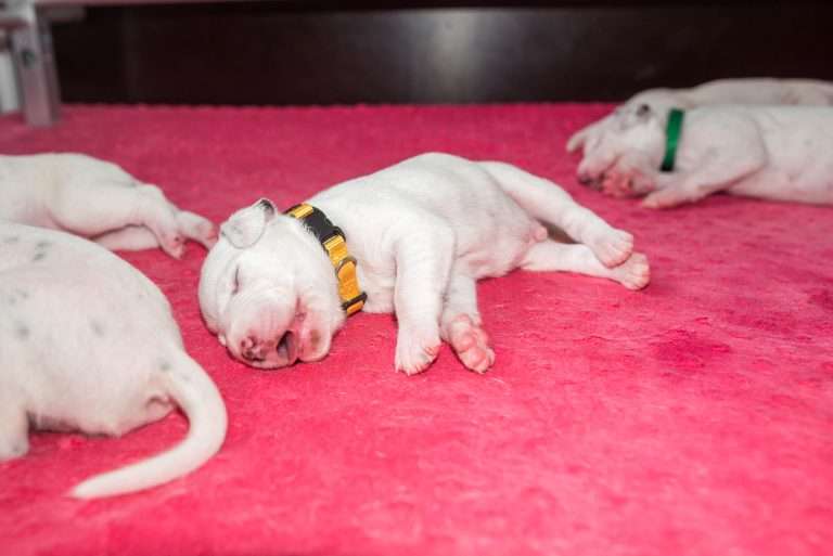 11. Lebenstag - B-Wurf (5)