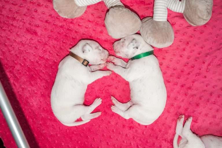 11. Lebenstag - B-Wurf (6)