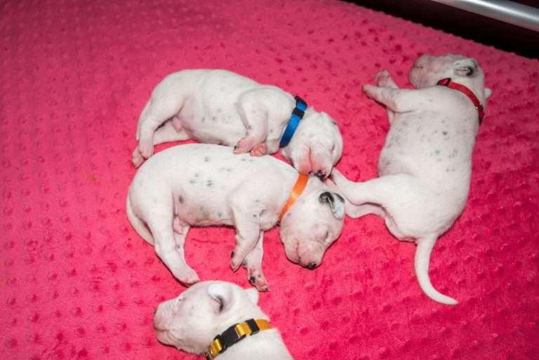 11. Lebenstag - B-Wurf (7)