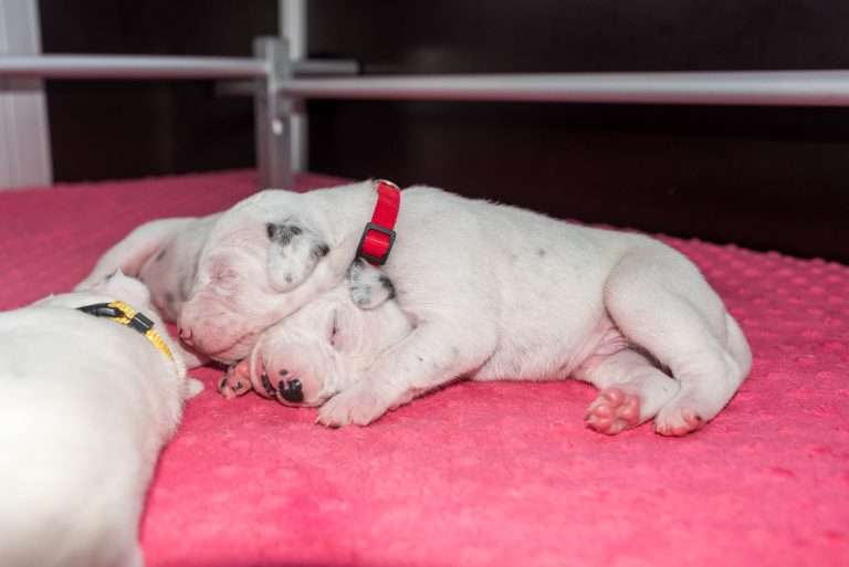 11. Lebenstag - B-Wurf (8)