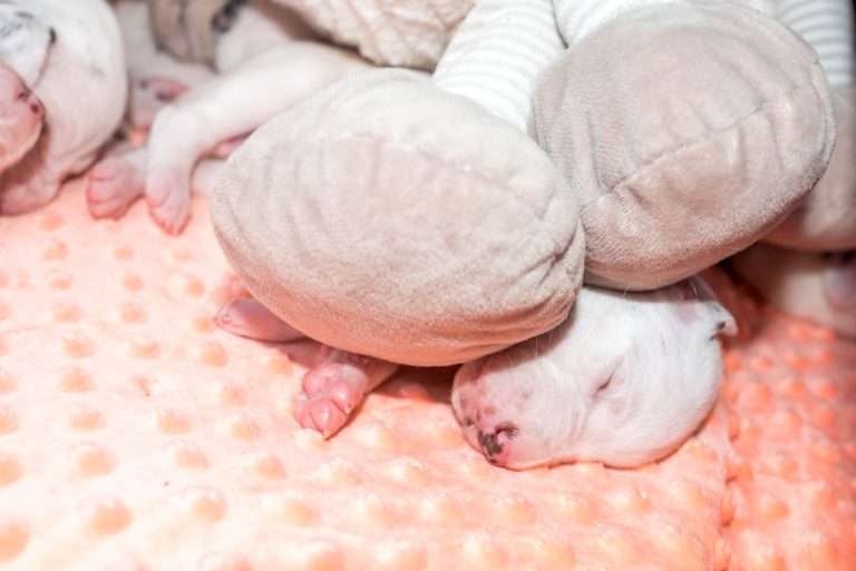 12. Lebenstag - B-Wurf (10)