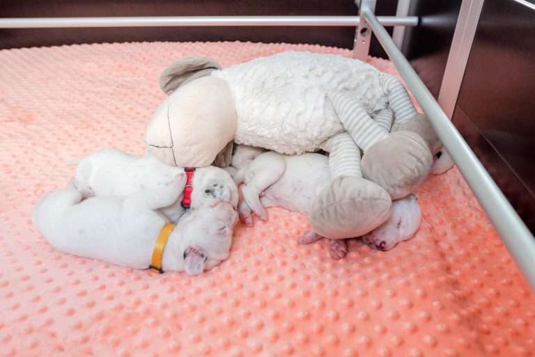 12. Lebenstag - B-Wurf (11)