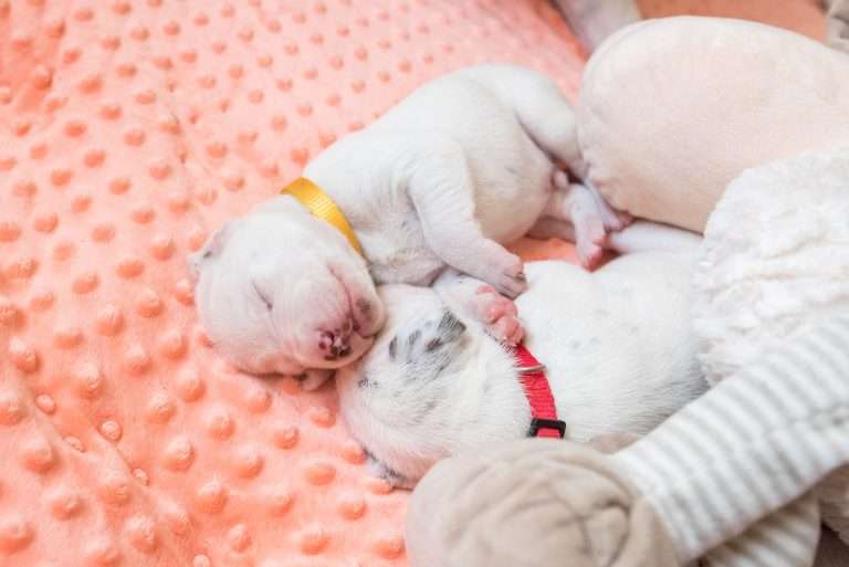 12. Lebenstag - B-Wurf (12)