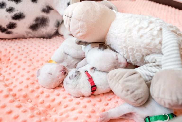 12. Lebenstag - B-Wurf (13)