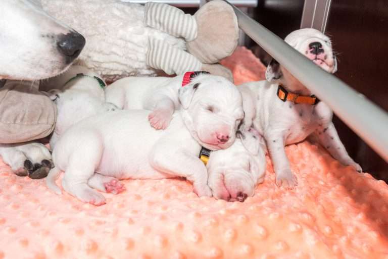 12. Lebenstag - B-Wurf (14)