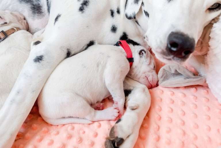 12. Lebenstag - B-Wurf (15)