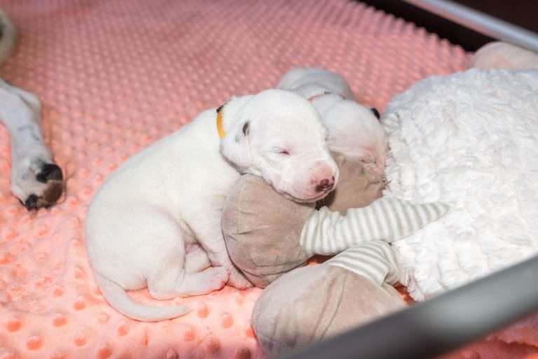 12. Lebenstag - B-Wurf (18)