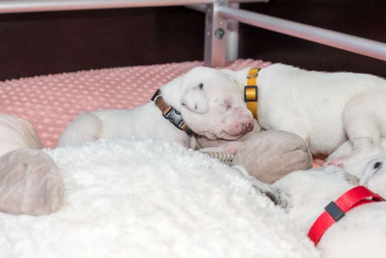 12. Lebenstag - B-Wurf (2)