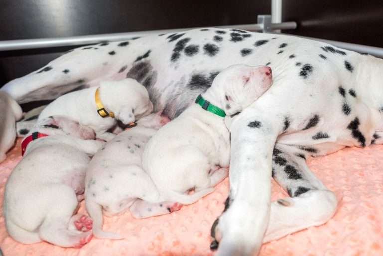 12. Lebenstag - B-Wurf (20)