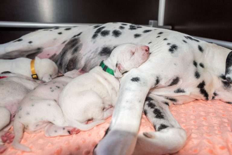 12. Lebenstag - B-Wurf (21)