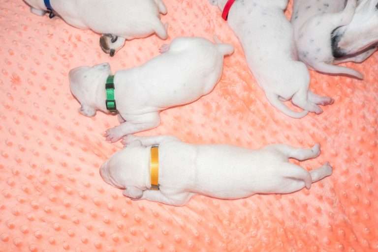 12. Lebenstag - B-Wurf (22)