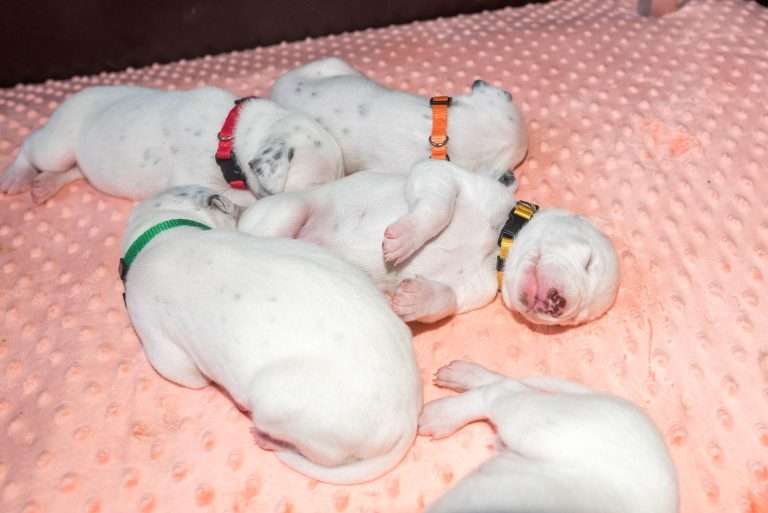 12. Lebenstag - B-Wurf (23)