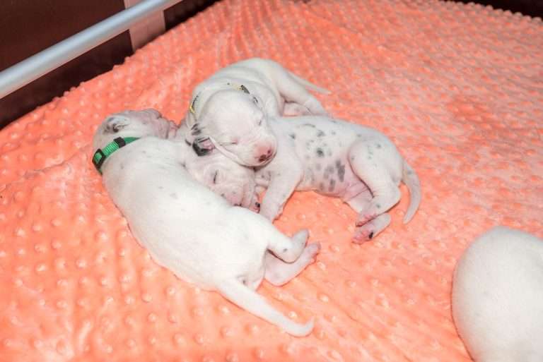 12. Lebenstag - B-Wurf (24)