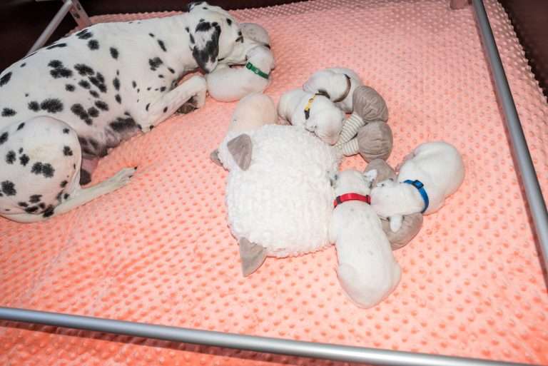 12. Lebenstag - B-Wurf (3)