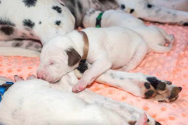 12. Lebenstag - B-Wurf (5)