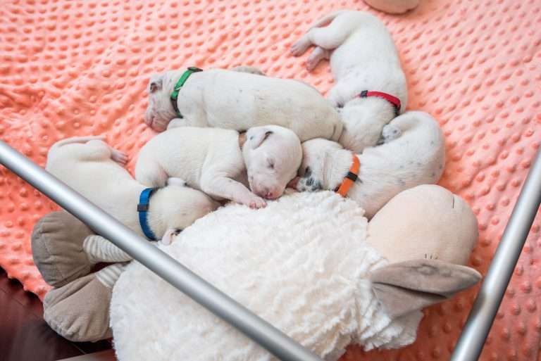 12. Lebenstag - B-Wurf (6)