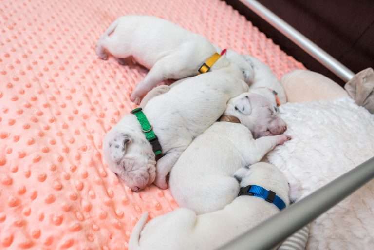 12. Lebenstag - B-Wurf (7)