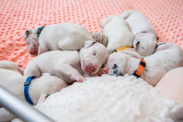 12. Lebenstag - B-Wurf (8)