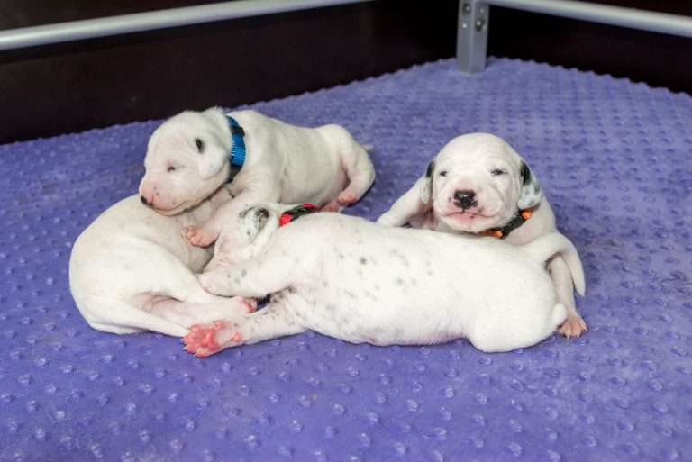 13. Lebenstag - B-Wurf (1)