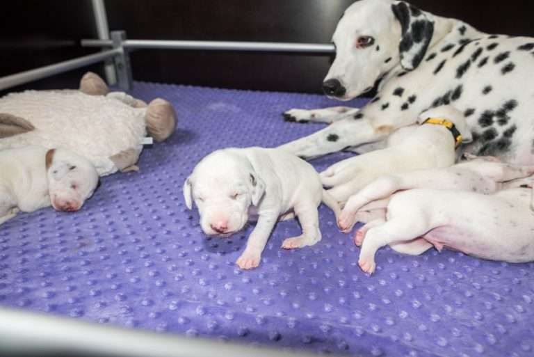 13. Lebenstag - B-Wurf (10)