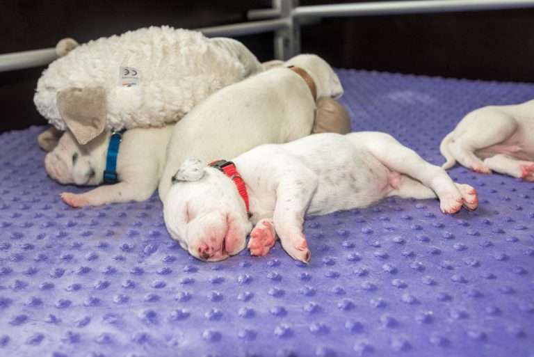 13. Lebenstag - B-Wurf (11)