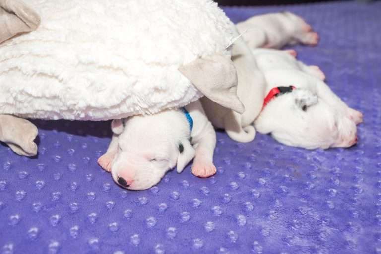 13. Lebenstag - B-Wurf (12)