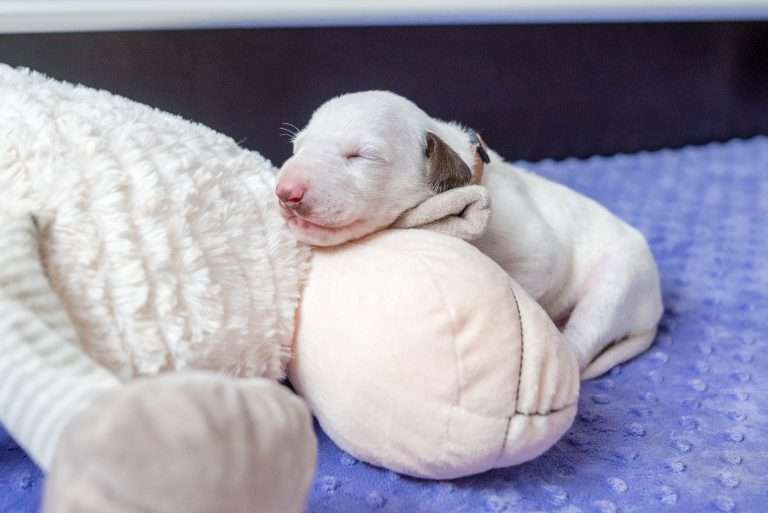 13. Lebenstag - B-Wurf (13)