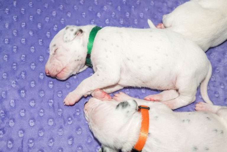 13. Lebenstag - B-Wurf (14)