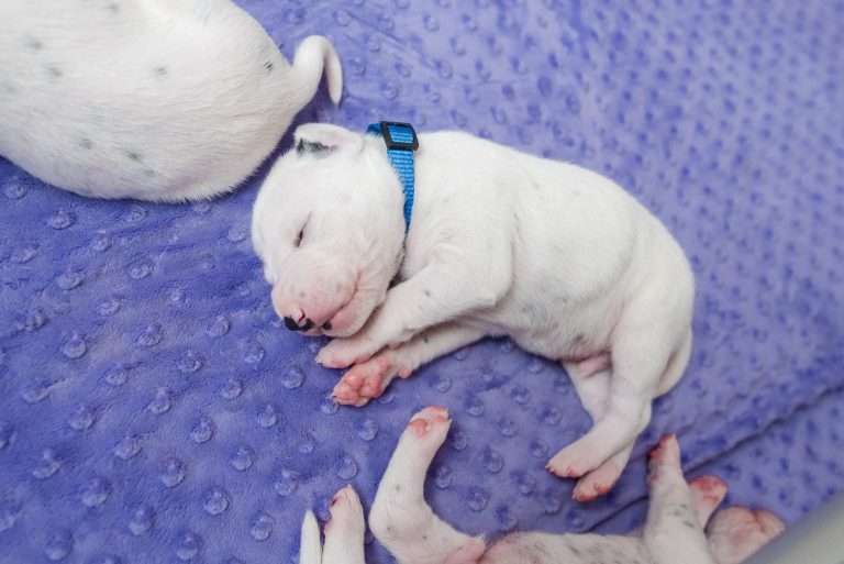 13. Lebenstag - B-Wurf (15)