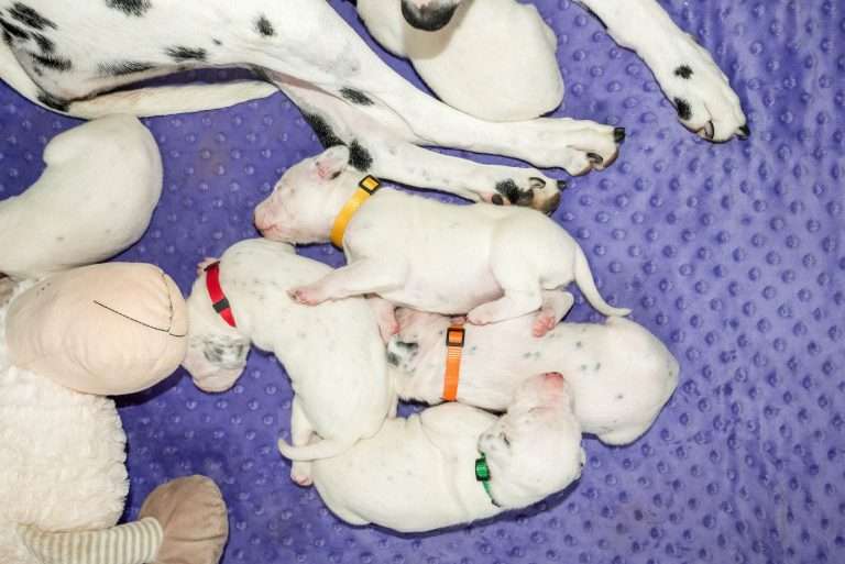 13. Lebenstag - B-Wurf (16)