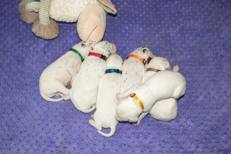 13. Lebenstag - B-Wurf (17)