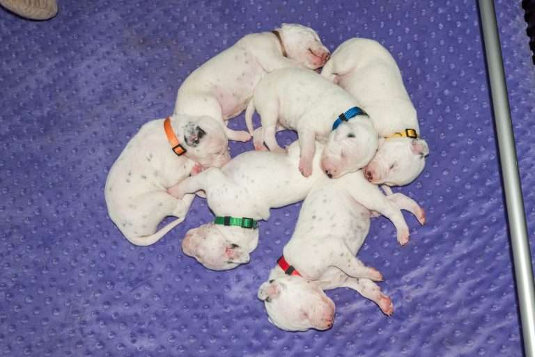 13. Lebenstag - B-Wurf (18)