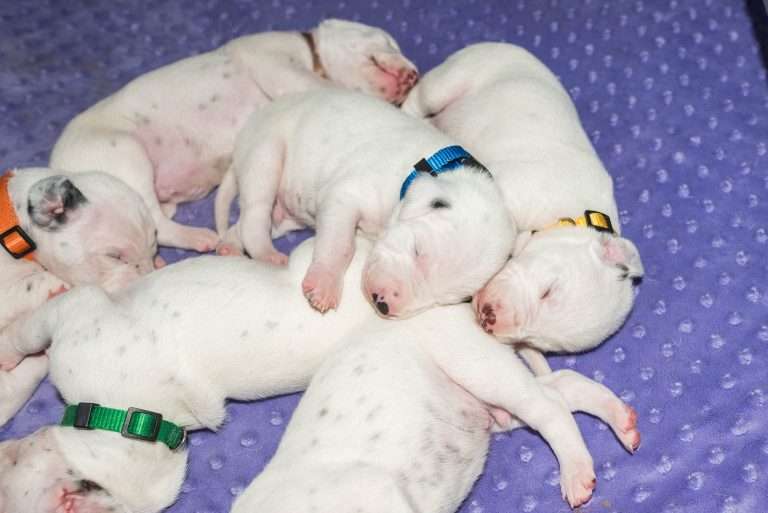 13. Lebenstag - B-Wurf (19)