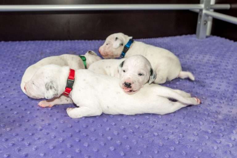 13. Lebenstag - B-Wurf (2)