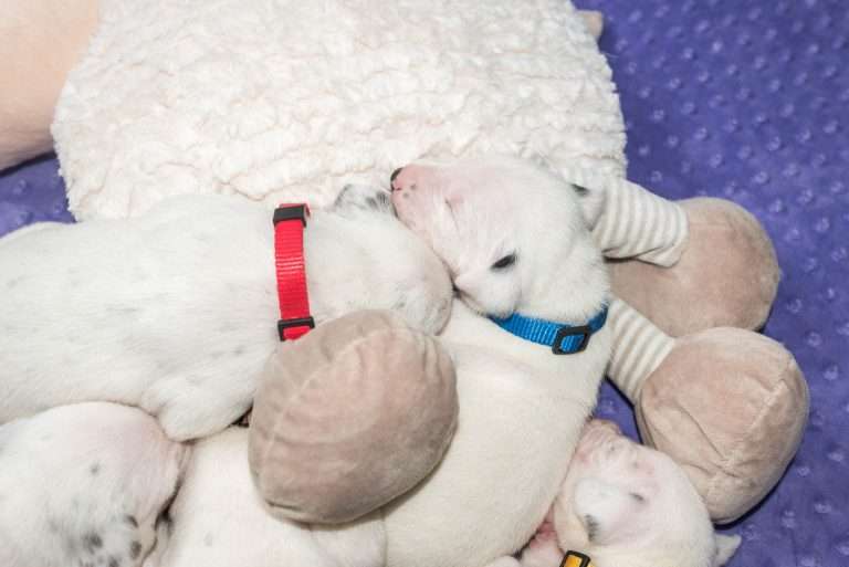 13. Lebenstag - B-Wurf (4)