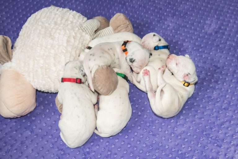 13. Lebenstag - B-Wurf (5)