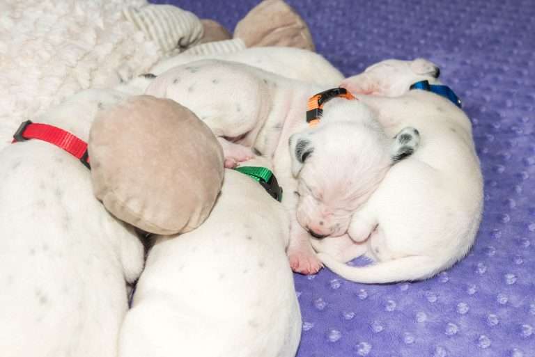 13. Lebenstag - B-Wurf (6)