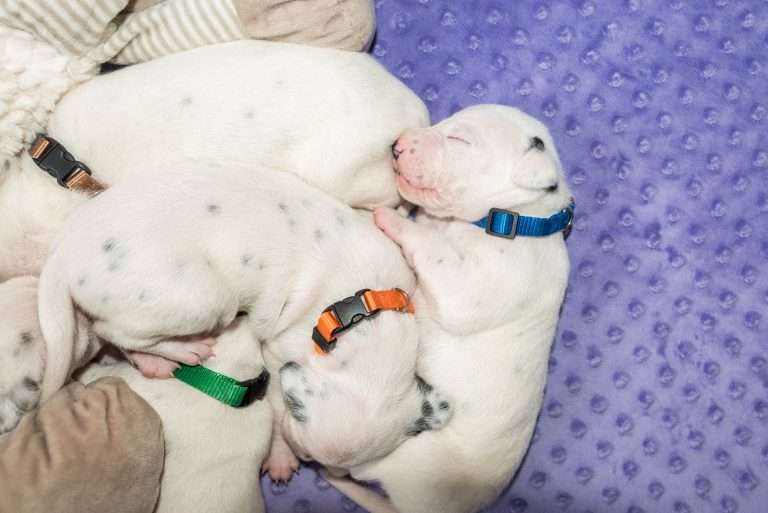 13. Lebenstag - B-Wurf (7)