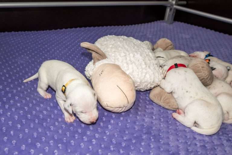 13. Lebenstag - B-Wurf (8)