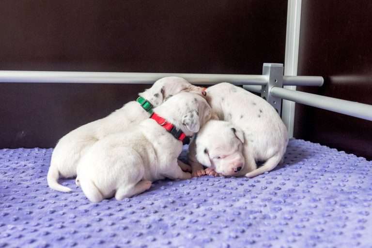 13. Lebenstag - B-Wurf (9)