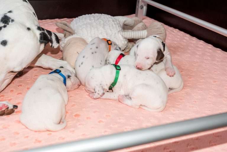 14. Lebenstag - B-Wurf (1)