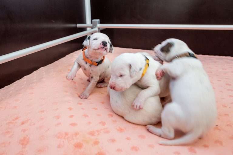 14. Lebenstag - B-Wurf (11)