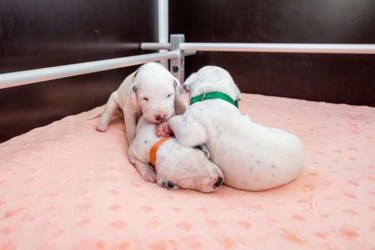 14. Lebenstag - B-Wurf (12)