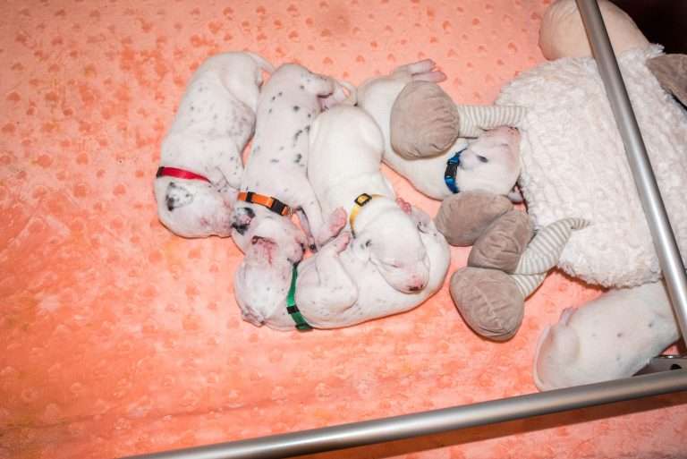 14. Lebenstag - B-Wurf (13)