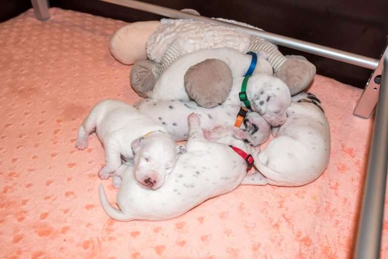 14. Lebenstag - B-Wurf (16)