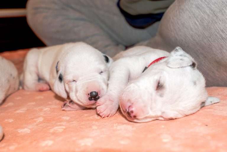 14. Lebenstag - B-Wurf (17)