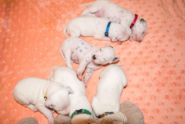 14. Lebenstag - B-Wurf (18)